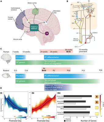 Cerebellum and neurodevelopmental disorders: RORα is a unifying force